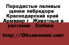Породистые палевые щенки лабрадора - Краснодарский край, Армавир г. Животные и растения » Собаки   